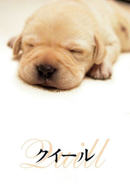 图片[1]-导盲犬小Q(2004)【WEB-DL.1080p】【内嵌繁中】【剧情/治愈】-千尺浪