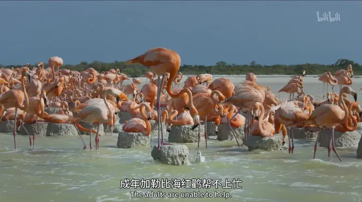 BBC地球脉动 Planet Earth 全三季 (2006-2016) 4K 高码率 国英双语 [纪录片/自然] BBC-千尺浪
