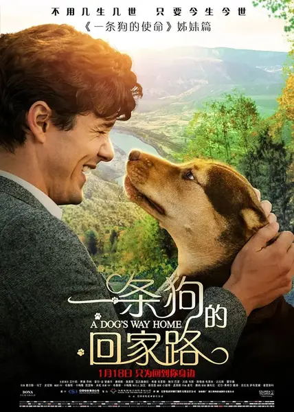 一条狗的回家路 A Dog’s Way Home (2019)-千尺浪